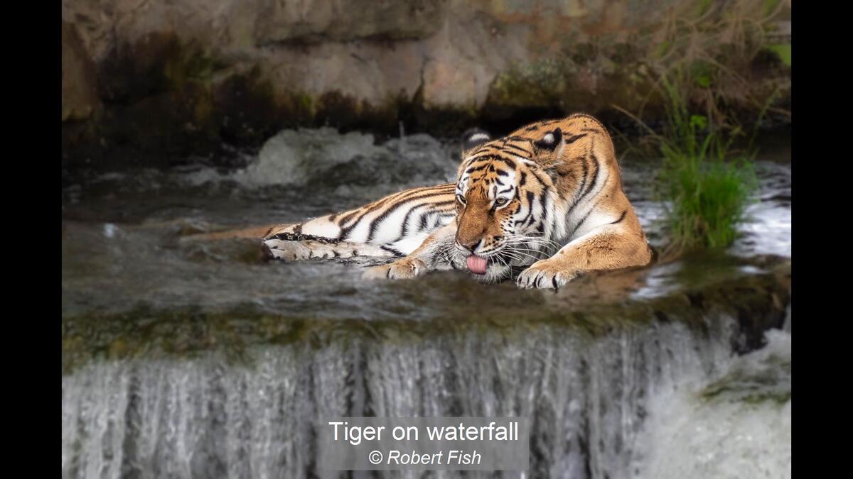 Tiger on waterfall